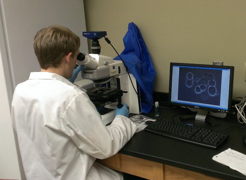 Cell and Molecular Department of Biology Union University